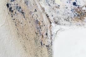 Why You Should Choose Our Mold Remediation Services in Northlake, IL